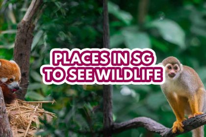 best animal places in singapore - featured image